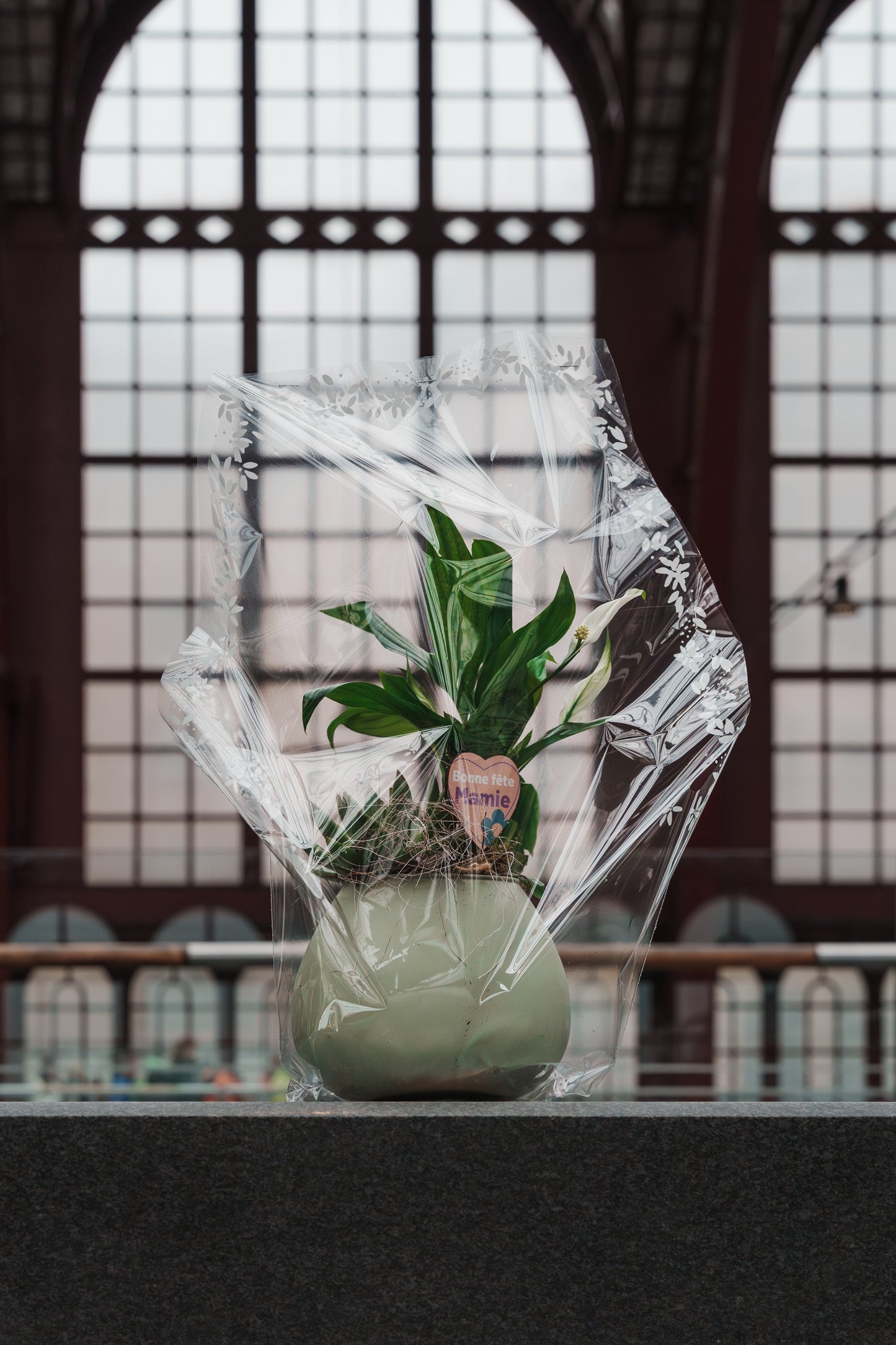 Drizzle Arrangement Sleeve with floral pot